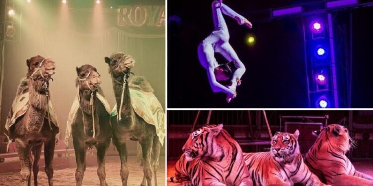Circo Evidenza