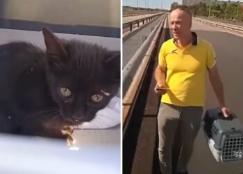 Gattina