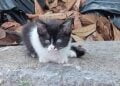 Gattini 3
