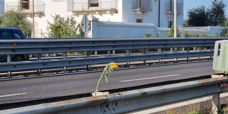 Girasole