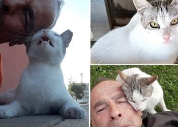 Micia