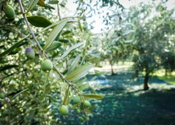 Agricoltura: Raccolta Delle Olive Nel Napoletano