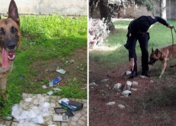 Cane Kiki Carabinieri