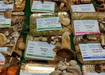 Funghi (2)