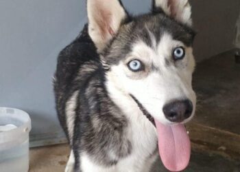 Husky