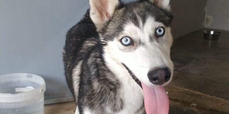 Husky