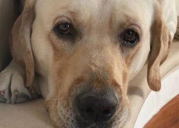 Labrador