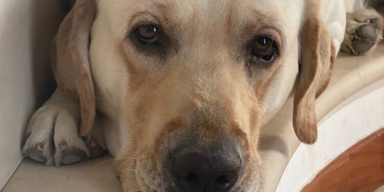 Labrador