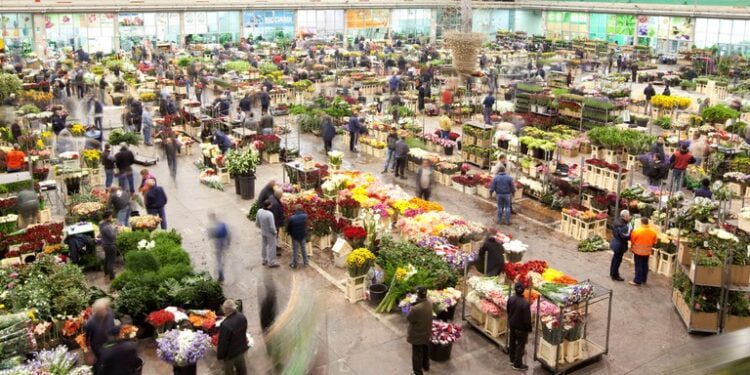 Mercato Dei Fiori Terlizzi Panoramica