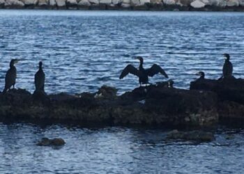 Clima Invasione Cormorani In Puglia Mangiano Fino A 10 Kg Di Pesce Al Mese