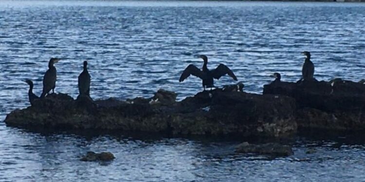 Clima Invasione Cormorani In Puglia Mangiano Fino A 10 Kg Di Pesce Al Mese