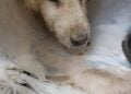 Malvin Cane Canile Sanitario