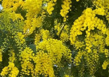 Natura In Tilt Per Finta Primavera Mimose In Fiore.