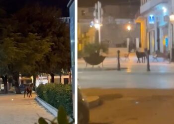 Cavallo Ev