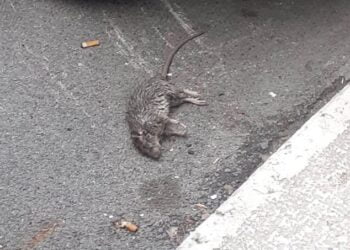 Topo Morto