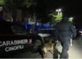 carabinieri cani