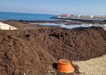22 02 23 Da Venerdì Rimozione Cumuli Di Posidonia Canalone San Girolamo