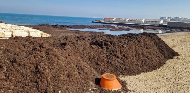 22 02 23 Da Venerdì Rimozione Cumuli Di Posidonia Canalone San Girolamo