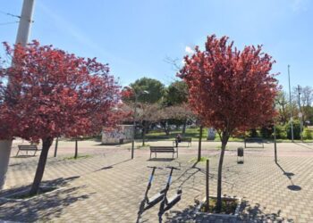 Alberi