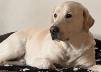Labrador