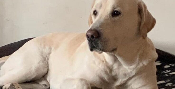 Labrador
