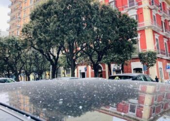 Neve Bari