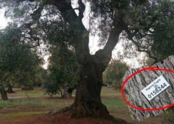 Ulivivo Monopoli Xylella