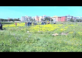 Da Discarica A Cielo Aperto A Bosco Sociale, Così Rinasce Un’area Verde Al San Paolo – Video