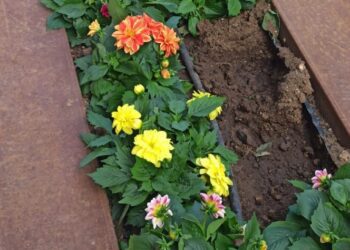 Fiori Molfetta