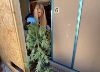Palo, Maxi Serra Indoor Di Canapa Indica: Due Arresti. “da Quelle Piante 400 Chili Di Marijuana” – Video