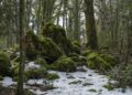 Foresta Umbra 1