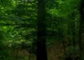 Foresta Umbra 2