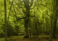 Foresta Umbra 3