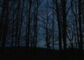 Foresta Umbra 4