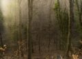 Foresta Umbra 5