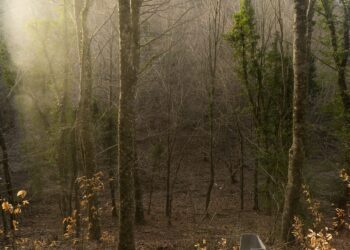 Foresta Umbra 5