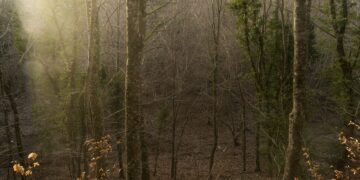 Foresta Umbra 5
