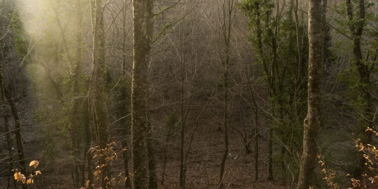 Foresta Umbra 5