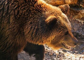 Orso