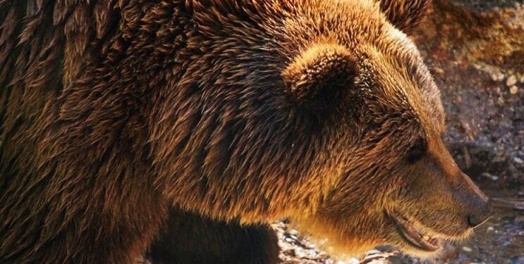 Orso