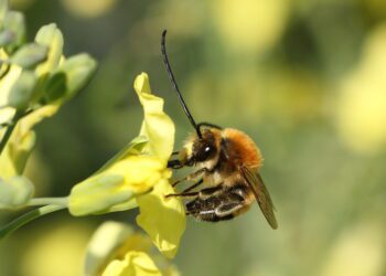 Eucera Sp. Ph Marco Bonifacino