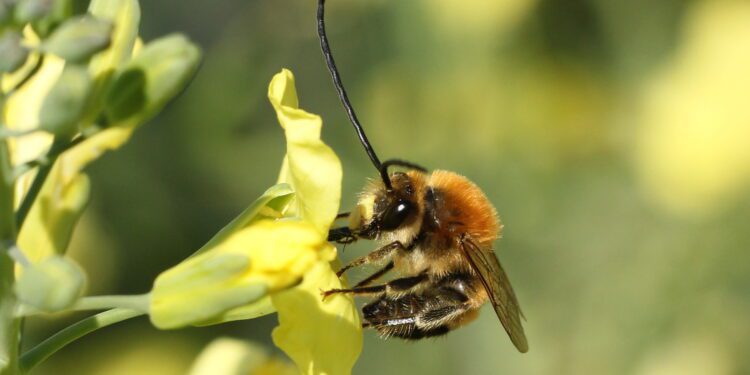 Eucera Sp. Ph Marco Bonifacino