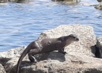 Lontra