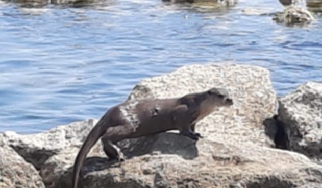 Lontra