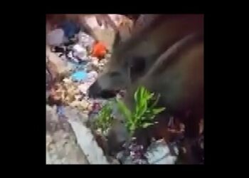 Bari, Al San Paolo Tornano I Cinghiali. “la Peste Suina Ha Rallentato Le Procedure Di Cattura” – Video