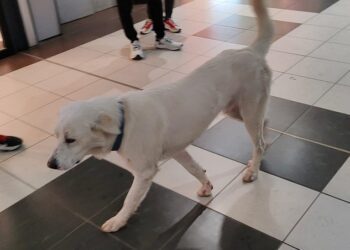 Cane Bariblu