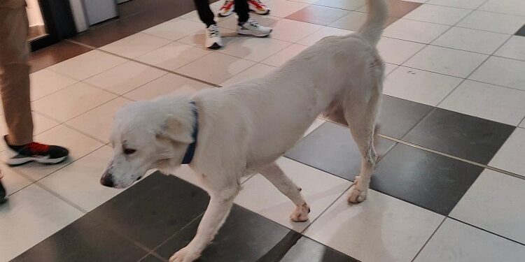 Cane Bariblu