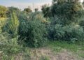 Criminalità Strage Di Ulivi Produttivi A Terlizzi2