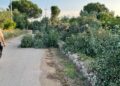 Criminalità Strage Di Ulivi Produttivi A Terlizzi6