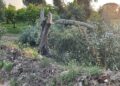 Criminalità Strage Di Ulivi Produttivi A Terlizzi7